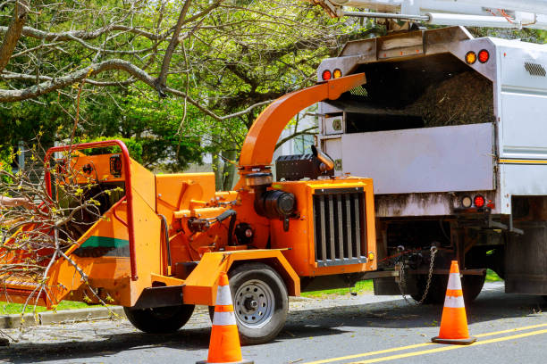 Large Tree Removal